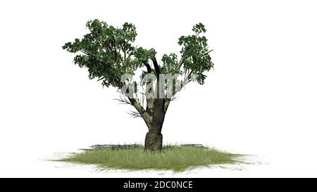 Un seul arbre d'érable à grande feuille dans l'herbe - isolé sur fond blanc Banque D'Images