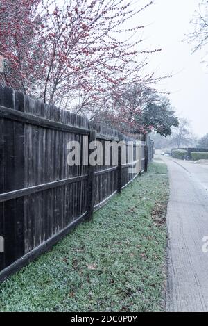 Photo tonifiée Ilex decidua fruits rouges sur une clôture brune en journée neigeuse près de Dallas, Texas, Amérique. Grand arbuste petit arbre sans feuilles dormantes de l'hiver Banque D'Images