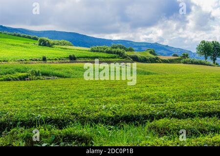 Vue sur les rangées de plantations de thé à Gorreana. La plus ancienne et unique plantation de thé d'Europe, île de Sao Miguel, Açores, Portugal Banque D'Images