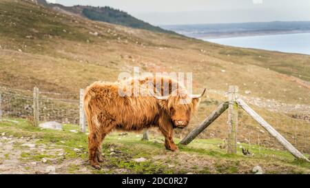 Beau, long furoux ou poil, Ginger de couleur écossais Highland bétail sur la colline de Slieve Donard dans les montagnes de deuil avec la mer d'Irlande à backgroun Banque D'Images