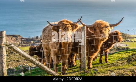 Beau, long furoux ou poil, Ginger de couleur écossais Highland bétail sur la colline de Slieve Donard dans les montagnes de deuil avec la mer d'Irlande à backgroun Banque D'Images