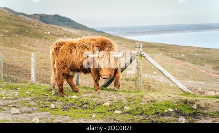 Beau, long furoux ou poil, Ginger de couleur écossais Highland bétail sur la colline de Slieve Donard dans les montagnes de deuil avec la mer d'Irlande à backgroun Banque D'Images