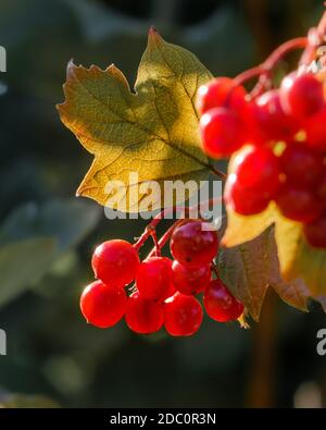 Grappes de Viburnum rouge sur une branche gros plan à la lumière du soleil Banque D'Images