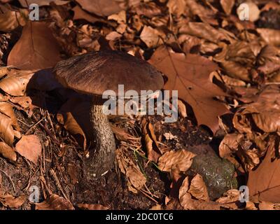 Belle vue rapprochée d'un seul champignon tige blanche entourée d'un feuillage de feuilles d'arbre de couleur brune dans la lumière du soir en automne. Banque D'Images