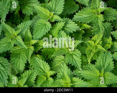 Un lit de communes aka stining nettles, Urtica dioica. Banque D'Images