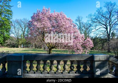 Un arbre de fleur de cerisier rose sur une rampe de béton à Domaine d'Elkins Banque D'Images