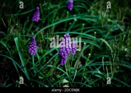 Petites fleurs violettes dans une zone de gazon vert foncé Banque D'Images