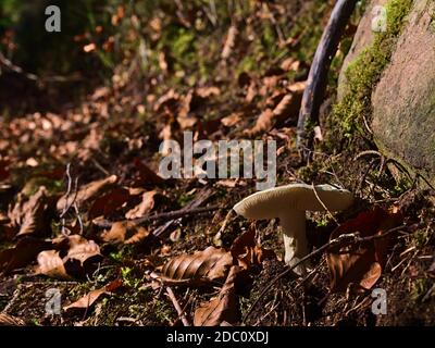 Vue rapprochée de champignons blancs isolés qui poussent sur le côté d'un sentier de randonnée couvert de feuilles de couleur brune dans la Forêt-Noire, en Allemagne. Banque D'Images