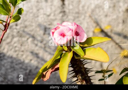 Euphorbia Milii couronne d'épines plante de cactus à la lumière du soleil. C'est un arbuste épineux et cactus comme (plante d'arbustes sur tige ligneuse) succulents speci tropical Banque D'Images