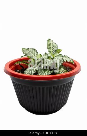 Une petite plante nerveuse (Fittonia albivenis), plantée dans un bol et affichée sur fond blanc. Banque D'Images