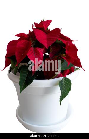 Une magnifique plante de Poinsettia (Euphorbia pulcherrima), également appelée plante de Noël, dans un pot blanc, sur fond blanc. Banque D'Images