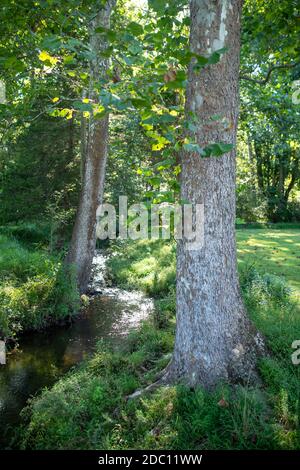 image plein cadre de deux grands arbres près des rives d'un ruisseau plus doux. Golden hour lumière du soleil brille sur l'eau. Banque D'Images
