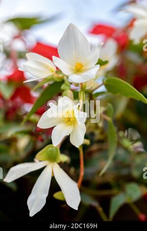 Fleurs vives Begonia boliviensis, fleurs blanches dans le jardin d'été Banque D'Images