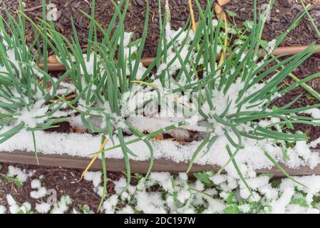 Vue de dessus gros plan des oignons verts buissons sous la neige couverte dans le jardin communautaire près de Dallas, Texas, Amérique. Des échalotes maison sur un lit surélevé avec tubin Banque D'Images