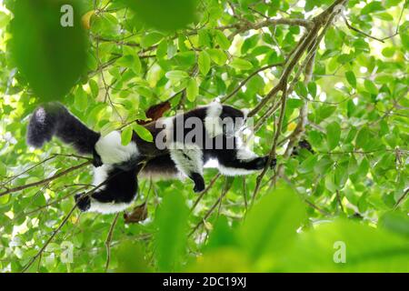 Noir et blanc de la gélinotte lemur (Le Varecia variegata subcincta) en forêt tropicale, l'habitat naturel de Nosy Mangabe réserve forestière. La faune de Madagascar et wildern Banque D'Images