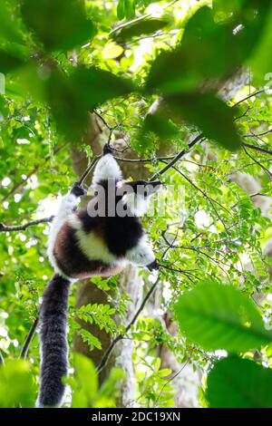 Noir et blanc de la gélinotte lemur (Le Varecia variegata subcincta) en forêt tropicale, l'habitat naturel de Nosy Mangabe réserve forestière. La faune de Madagascar et wildern Banque D'Images