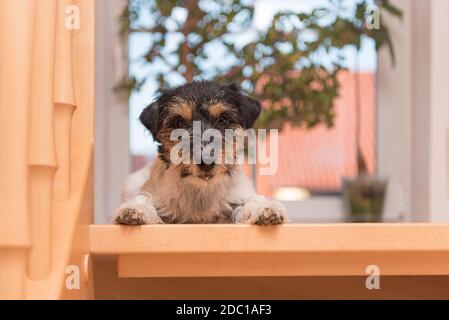 Jack Russell Terrier de 2 ans. Petit chien sur un escalier ouvert Banque D'Images