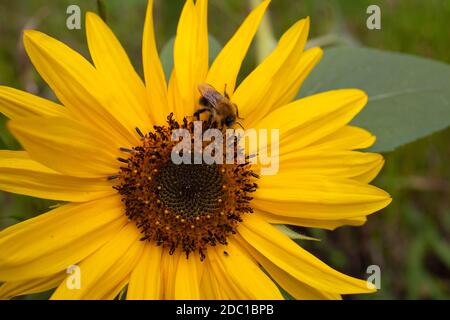 Image macro d'une abeille collectant le nectar ou le pollen d'un tournesol Banque D'Images