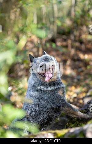 Chien de bétail australien dans la forêt avec la langue dehors tout en s'entraîner touch commande. Blue heeler Portrait drôle Banque D'Images