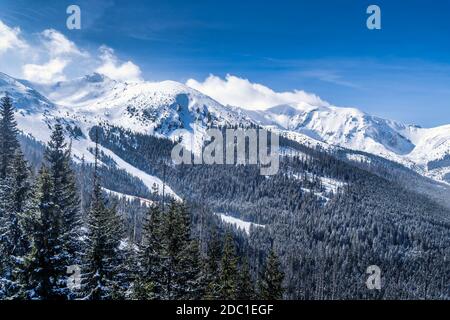 Belle forêt de pins avec revêtement d'hiver dans la vallée. Sommets enneigés des montagnes Tatra, Bukowina Tatrzanska, Pologne Banque D'Images