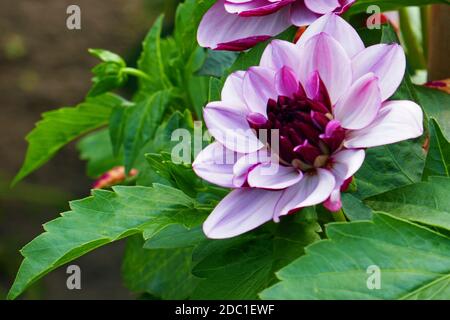 crème de cassis dahlia Banque D'Images