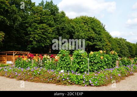 Jardin Dahlia dans le Volkspark Hamburg Altona Banque D'Images