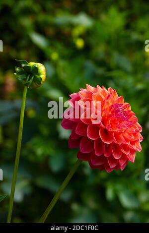 Robin Hood dahlia Banque D'Images