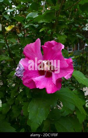 Hibiscus syriacus Banque D'Images