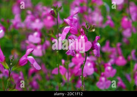 salvia sensation rose Banque D'Images