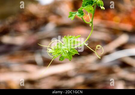 Gouttes de pluie sur la feuille. Raindrop sur les images de feuilles. Belle saison des pluies, goutte d'eau sur la feuille verte, petite plante florale, arrière-plan de la nature. Banque D'Images