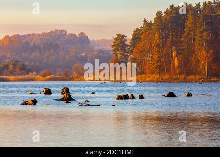 Warmia et Masuria, troncs de vieux arbres découverts par l'eau, Pologne Banque D'Images