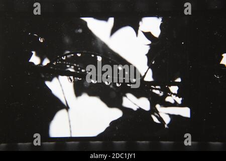 Belle photographie vintage des années 1970 en noir et blanc à fort contraste d'une plante qui pousse dans la forêt. Banque D'Images