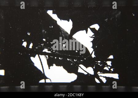 Belle photographie vintage des années 1970 en noir et blanc à fort contraste d'une plante qui pousse dans la forêt. Banque D'Images