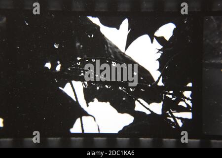 Belle photographie vintage des années 1970 en noir et blanc à fort contraste d'une plante qui pousse dans la forêt. Banque D'Images