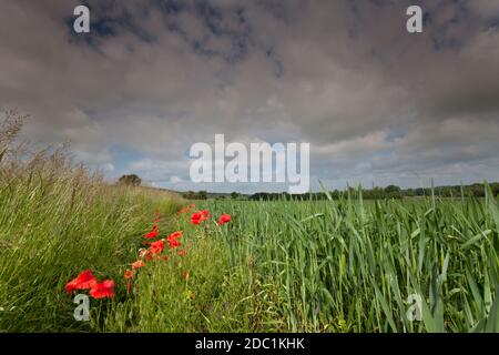 Les coquelicots poussent au bord d'un champ de blé dans le Wiltshire. Banque D'Images