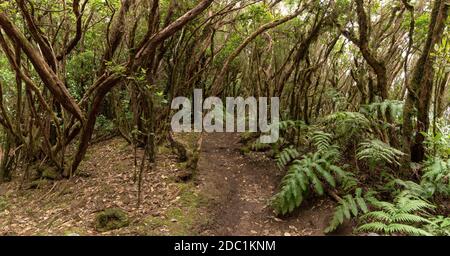 Chemin à travers la forêt de Laurier dans les montagnes Anaga dans Ténérife Banque D'Images