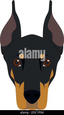 Chien Doberman isolé sur fond blanc illustration vectorielle Illustration de Vecteur