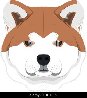 Chien Akita Inu isolé sur fond blanc illustration vectorielle Illustration de Vecteur