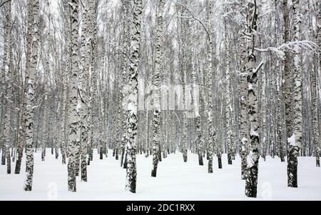 Troncs de poulains couverts de neige dans les perdrides blanches en février noir et blanc Banque D'Images