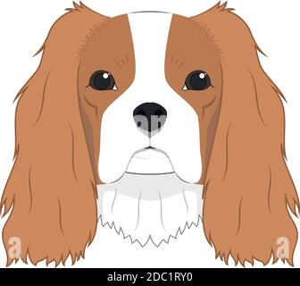 Chien cavalier King Charles isolé sur fond blanc vectoriel illustration Illustration de Vecteur