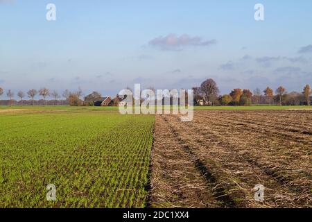 Rotation des cultures : céréales d'hiver jeunes, semées à côté d'un champ de pommes de terre récolté en automne Banque D'Images
