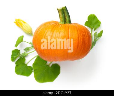 Composition de citrouille fraîche avec fleurs jaunes et feuilles vertes. Vue de dessus isolée sur fond blanc Banque D'Images
