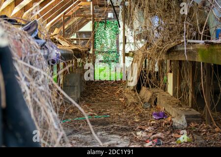 Regarder à travers une serre de toile abandonnée ancienne avec un brillant Green Room plein de plantes à l'arrière Banque D'Images