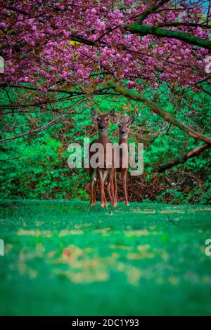 Deux cerfs regardant la caméra en se tenant sous un Arbre de fleur de cerisier rose dans une forêt enchantée Banque D'Images