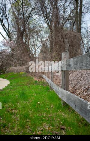 Une ancienne clôture en bois recouverte de plantes mortes et de pins À côté du trottoir Banque D'Images