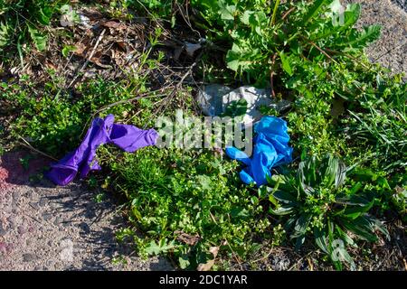 Un gant médical bleu et violet posé dans un patch D'herbe utilisée pour protéger contre COVID-19 Banque D'Images