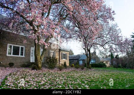 Une grande maison de banlieue Cobblestone avec deux cerisiers en fleurs À l'avant du lever du soleil et la pelouse recouverte de rose Pétales Banque D'Images