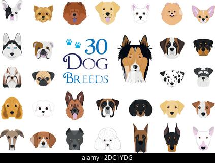 Chiens races Vector Collection : ensemble de 30 races de chiens différentes dans un style de dessin animé. Illustration de Vecteur