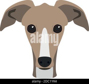 Chien Greyhound isolé sur fond blanc illustration vectorielle Illustration de Vecteur