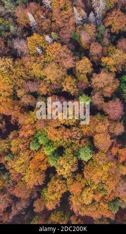 Quelques arbres d'automne dans le lac CEI tiré d'un DJI Mini Mavic Banque D'Images